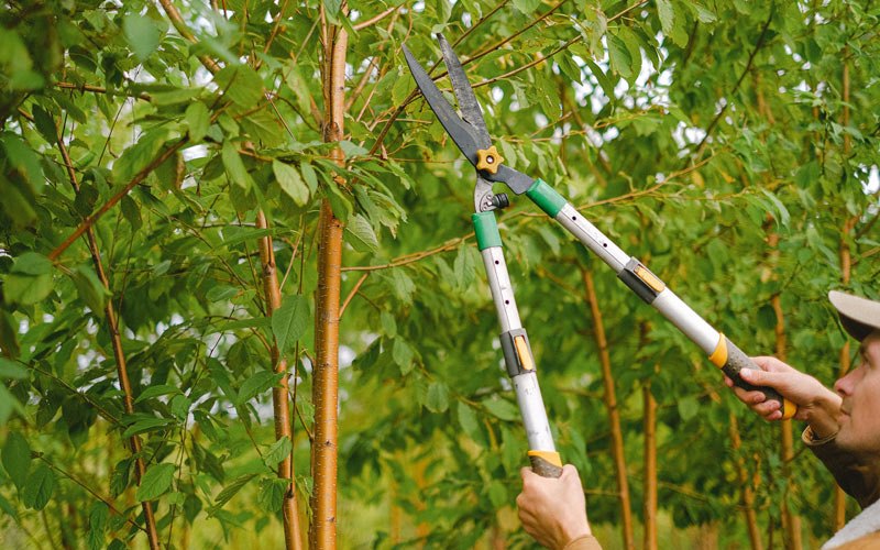 Tree trimming in Merrillan, WI